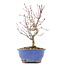 Acer palmatum, 23 cm, ± 8 jaar oud