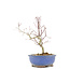 Acer palmatum, 23 cm, ± 8 Jahre alt