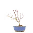 Acer palmatum, 23 cm, ± 8 jaar oud