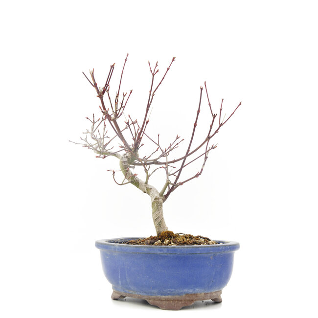Acer palmatum, 23 cm, ± 8 jaar oud