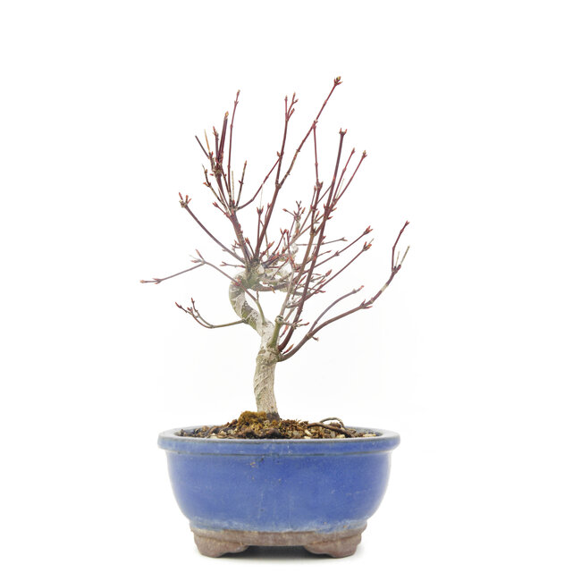 Acer palmatum, 23 cm, ± 8 años