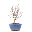 Acer palmatum, 23 cm, ± 8 jaar oud