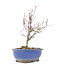 Acer palmatum, 23 cm, ± 8 jaar oud