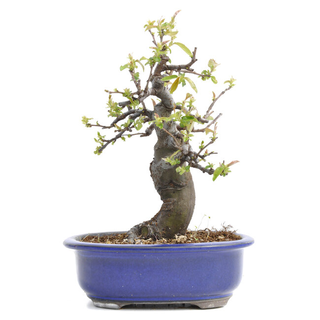 Pseudocydonia sinensis, 24,5 cm, ± 20 jaar oud