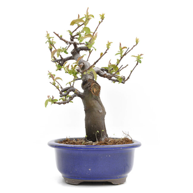 Pseudocydonia sinensis, 24,5 cm, ± 20 jaar oud