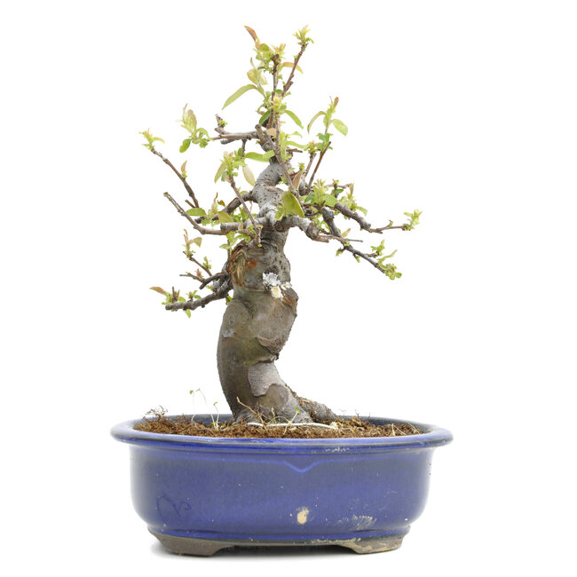 Pseudocydonia sinensis, 24,5 cm, ± 20 ans