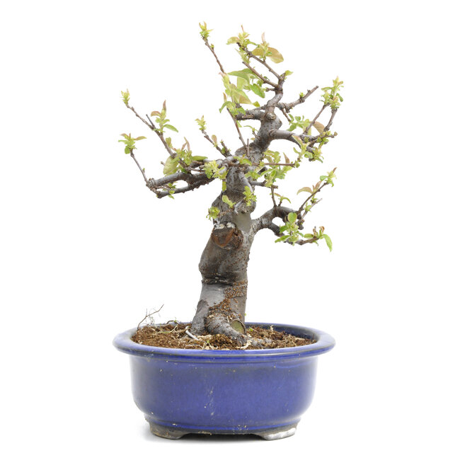 Pseudocydonia sinensis, 24,5 cm, ± 20 anni