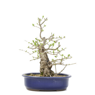 Ligustrum, 36 cm, ± 15 years old