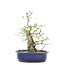 Ligustrum, 36 cm, ± 15 years old