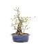 Ligustrum, 36 cm, ± 15 jaar oud