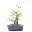 Ligustrum, 36 cm, ± 15 years old