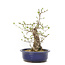 Ligustrum, 36 cm, ± 15 jaar oud