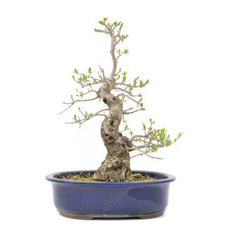 Ligustrum, 37,5 cm, ± 15 jaar oud