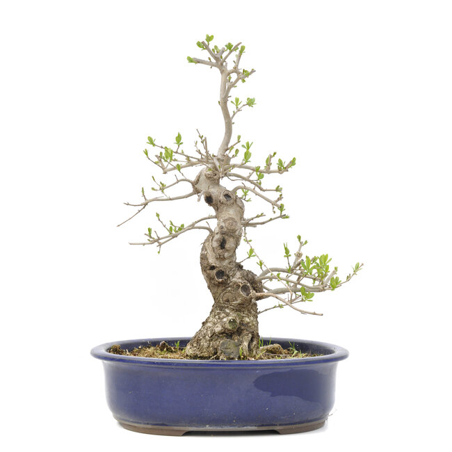 Ligustrum, 37,5 cm, ± 15 jaar oud