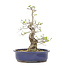 Ligustrum, 37,5 cm, ± 15 jaar oud