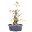 Ligustrum, 37,5 cm, ± 15 jaar oud