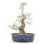 Ligustrum, 37,5 cm, ± 15 jaar oud