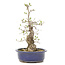 Ligustrum, 37,5 cm, ± 15 jaar oud