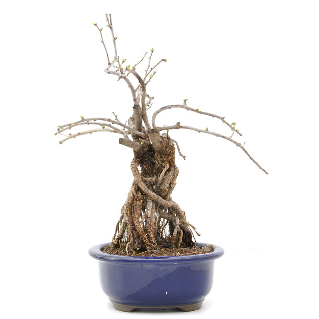 Celastrus orbiculatus, 31 cm, ± 15 Jahre alt