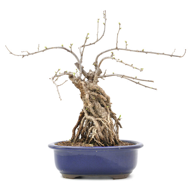 Celastrus orbiculatus, 31 cm, ± 15 ans