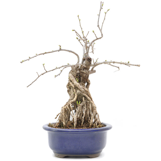 Celastrus orbiculatus, 31 cm, ± 15 years old