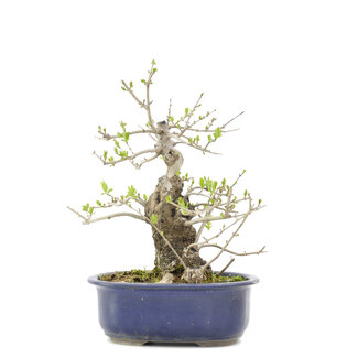 Ligustrum, 30 cm, ± 15 years old