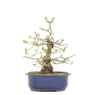 Ligustrum, 29,5 cm, ± 15 anni