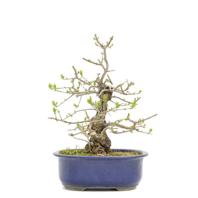 Ligustrum, 29,5 cm, ± 15 anni