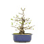 Ligustrum, 29,5 cm, ± 15 anni