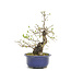 Ligustrum, 29,5 cm, ± 15 anni