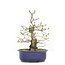 Ligustrum, 29,5 cm, ± 15 anni