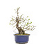 Ligustrum, 29,5 cm, ± 15 anni