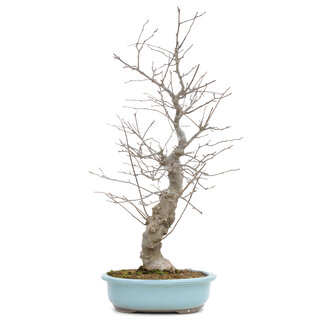 Ilex serrata, 51 cm, ± 20 Jahre alt