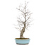 Ilex serrata, 51 cm, ± 20 years old