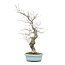 Ilex serrata, 51 cm, ± 20 years old