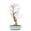 Ilex serrata, 51 cm, ± 20 years old