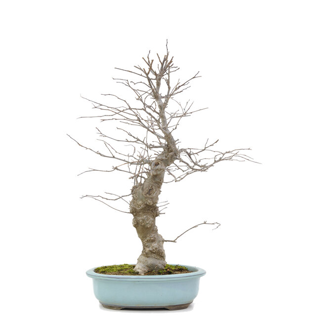 Ilex serrata, 45 cm, ± 20 jaar oud