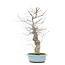 Ilex serrata, 45 cm, ± 20 years old