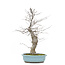 Ilex serrata, 45 cm, ± 20 years old