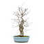 Ilex serrata, 45 cm, ± 20 years old