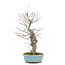 Ilex serrata, 45 cm, ± 20 years old