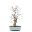 Ilex serrata, 45 cm, ± 20 years old