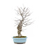 Ilex serrata, 45 cm, ± 20 years old