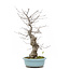 Ilex serrata, 43 cm, ± 20 years old