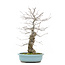 Ilex serrata, 43 cm, ± 20 years old