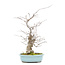 Ilex serrata, 43,5 cm, ± 20 jaar oud