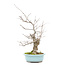 Ilex serrata, 43,5 cm, ± 20 jaar oud