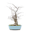 Ilex serrata, 43,5 cm, ± 20 jaar oud