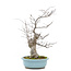 Ilex serrata, 43,5 cm, ± 20 jaar oud