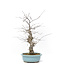 Ilex serrata, 50,5 cm, ± 20 Jahre alt